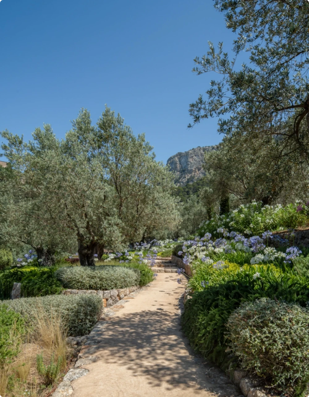 A walkway through a garden 